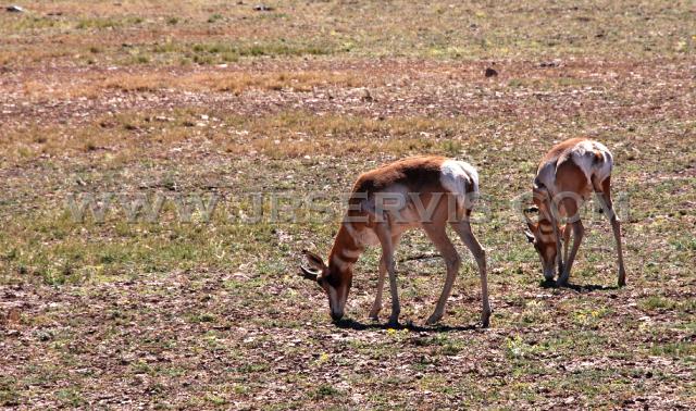 Two pronghorn bucks_Chino.jpg